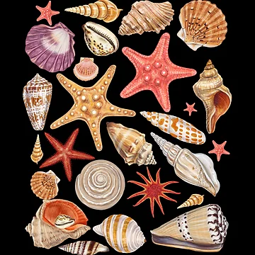 Artwork thumbnail, Sea Shells Collection by roocky