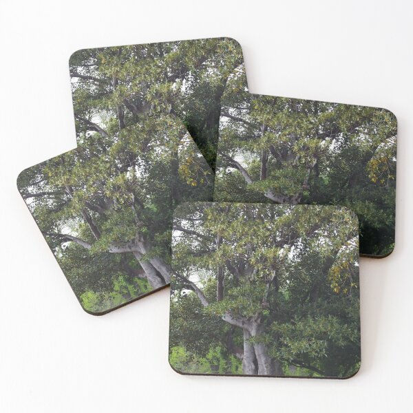 Item preview, Ficus macrophylla  - Moreton Bay Fig Tree designed and sold by lezvee.