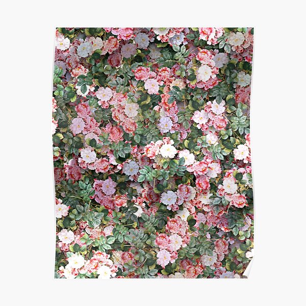 Poster Rosa Und Wei C3 9fes Rosenmuster Redbubble