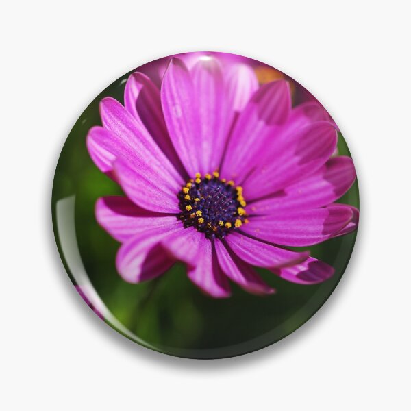 Item preview, Cape Daisies All Together  designed and sold by Joy Watson - Natural Light Photography .