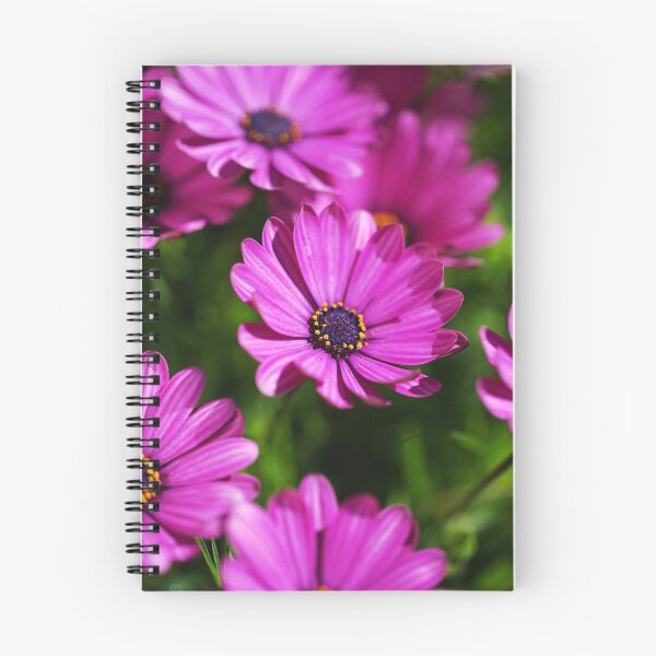 Item preview, Cape Daisies All Together  designed and sold by Joy Watson - Natural Light Photography .