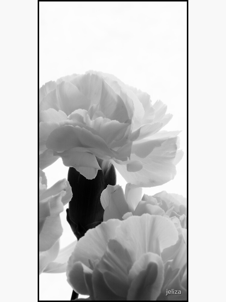 Art Deco-inspired Carnation macro by jeliza