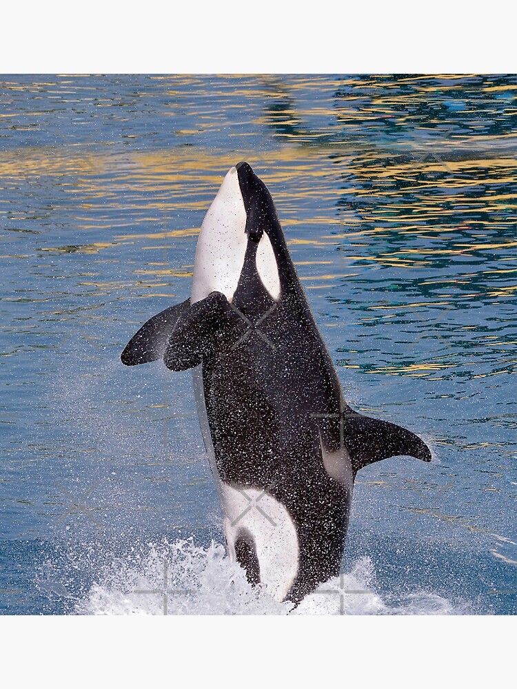 Mug: Jumping Orca