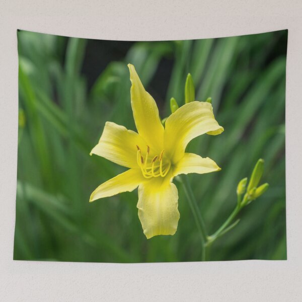 Item preview, Pale Gold Beauty on Emerald Green - A Solitary Daylily Bloom designed and sold by Georgia Mizuleva.