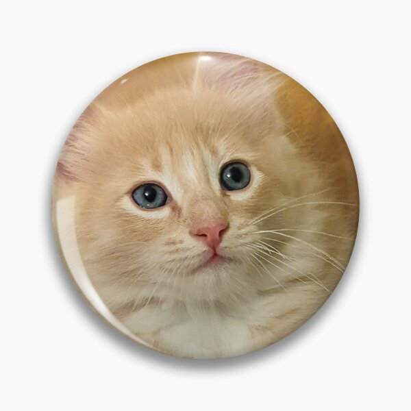 Item preview, Copy of Champagne ragdoll mainecoon kitten designed and sold by Fluffycat2020.