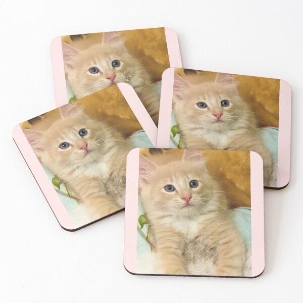 Item preview, Copy of Champagne ragdoll mainecoon kitten designed and sold by Fluffycat2020.