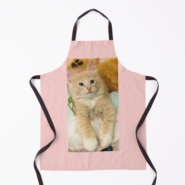 Item preview, Copy of Champagne ragdoll mainecoon kitten designed and sold by Fluffycat2020.