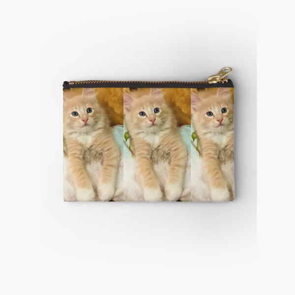 Item preview, Copy of Champagne ragdoll mainecoon kitten designed and sold by Fluffycat2020.
