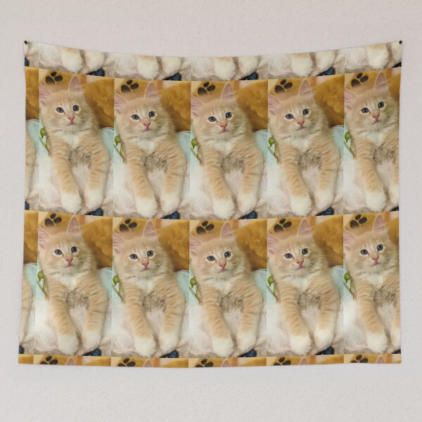 Item preview, Copy of Champagne ragdoll mainecoon kitten designed and sold by Fluffycat2020.