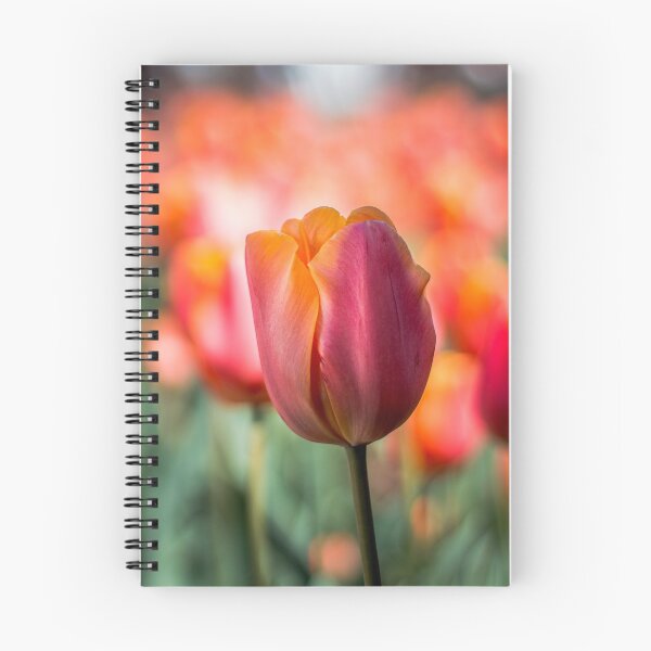 Item preview, Pink and Orange Tulip in the fields of Holland Michigan designed and sold by Michael Deemer.