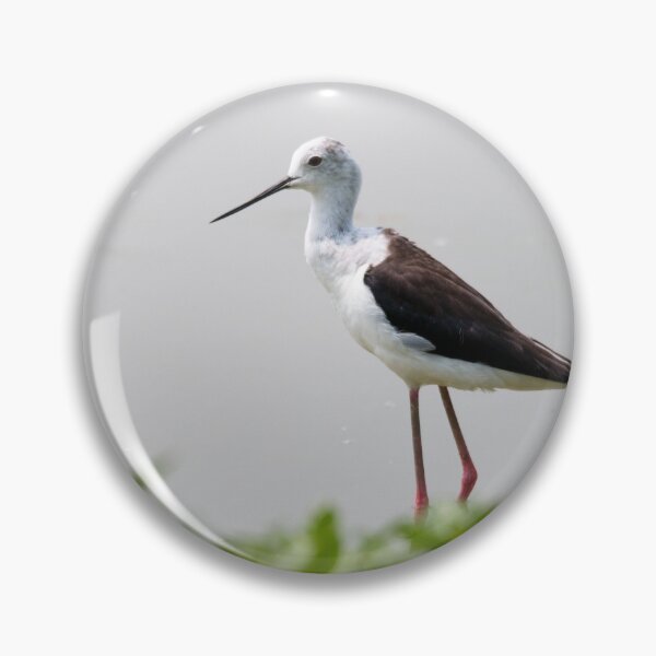 Item preview, Black winged stilt designed and sold by pietrofoto.