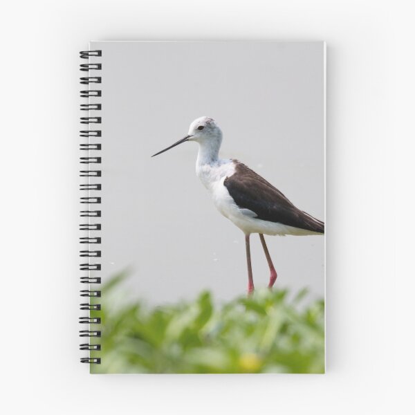 Item preview, Black winged stilt designed and sold by pietrofoto.