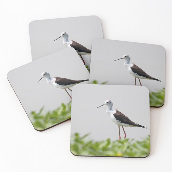 Item preview, Black winged stilt designed and sold by pietrofoto.