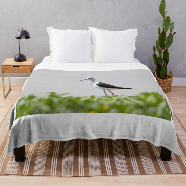 Item preview, Black winged stilt designed and sold by pietrofoto.