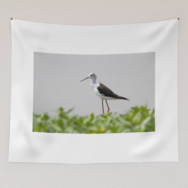 Item preview, Black winged stilt designed and sold by pietrofoto.