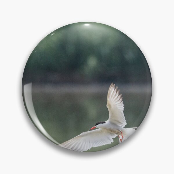 Item preview, Common tern in flight designed and sold by pietrofoto.