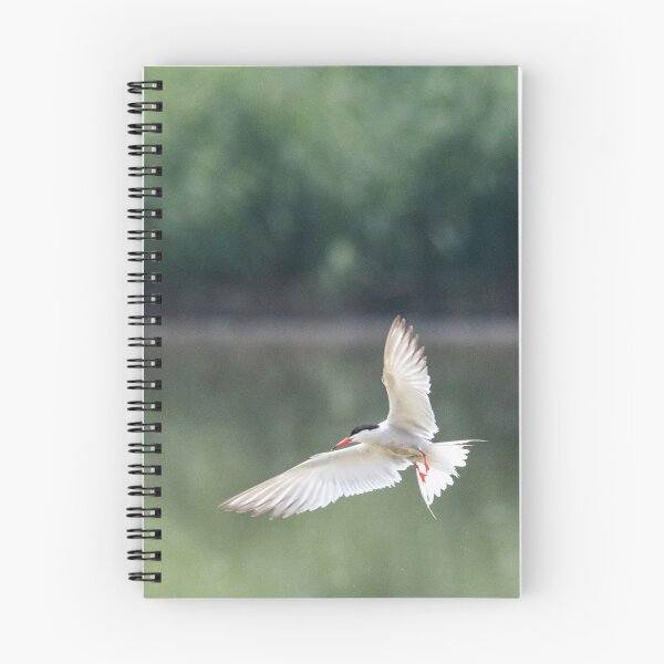 Item preview, Common tern in flight designed and sold by pietrofoto.