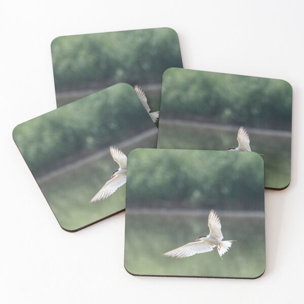 Item preview, Common tern in flight designed and sold by pietrofoto.