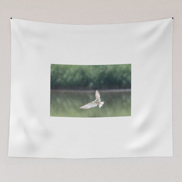 Item preview, Common tern in flight designed and sold by pietrofoto.