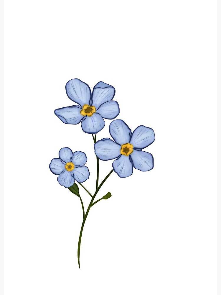 Bouquet of forget-me-not flowers. Poster for Sale by Naddya