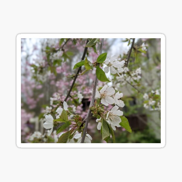 The Weeping Cherry White Blossom Sticker