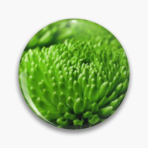 Item preview, Chrysanths The Green ones designed and sold by Jouko Lehto Photography.