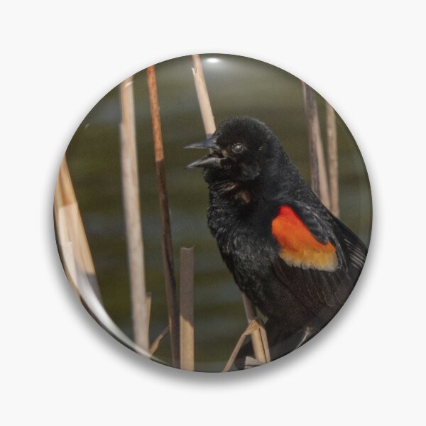 Item preview, Male Red-Winged Blackbird Among Rushes Calling to His Mate designed and sold by Gerda Grice Photography.