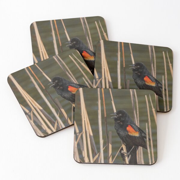 Item preview, Male Red-Winged Blackbird Among Rushes Calling to His Mate designed and sold by Gerda Grice Photography.
