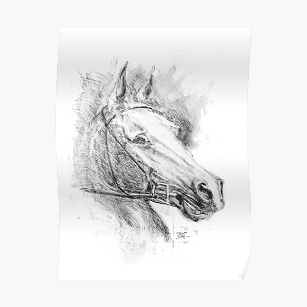 caballo  Horse art drawing, Horse drawings, Pencil art drawings