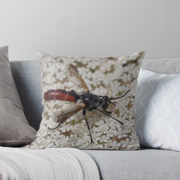 Item preview, Cylindromyia bicolor designed and sold by Mythos57.