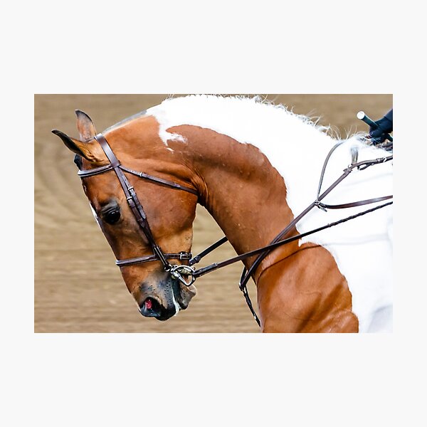 Arabian Horse Show Photographic Print