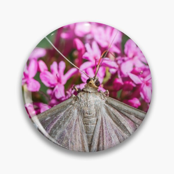 Item preview, Cydalima Perspectalis butterfly boxwood insect macro designed and sold by Grégory DUBUS.