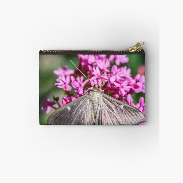 Item preview, Cydalima Perspectalis butterfly boxwood insect macro designed and sold by Grégory DUBUS.