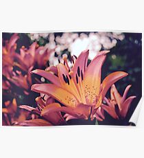 Michigan Lily Poster