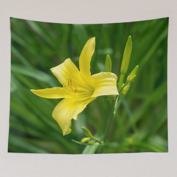 Item preview, Golden Beauty on Emerald Green - A Solitary Daylily Bloom designed and sold by Georgia Mizuleva.