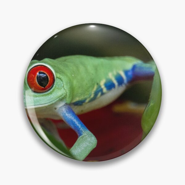 Item preview, Red eyed tree frog designed and sold by pietrofoto.