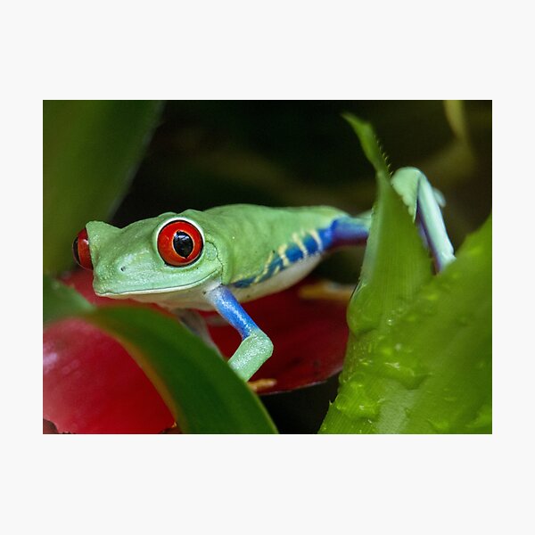 Red eyed tree frog Photographic Print