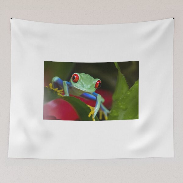 Item preview, Red eyed tree frog designed and sold by pietrofoto.