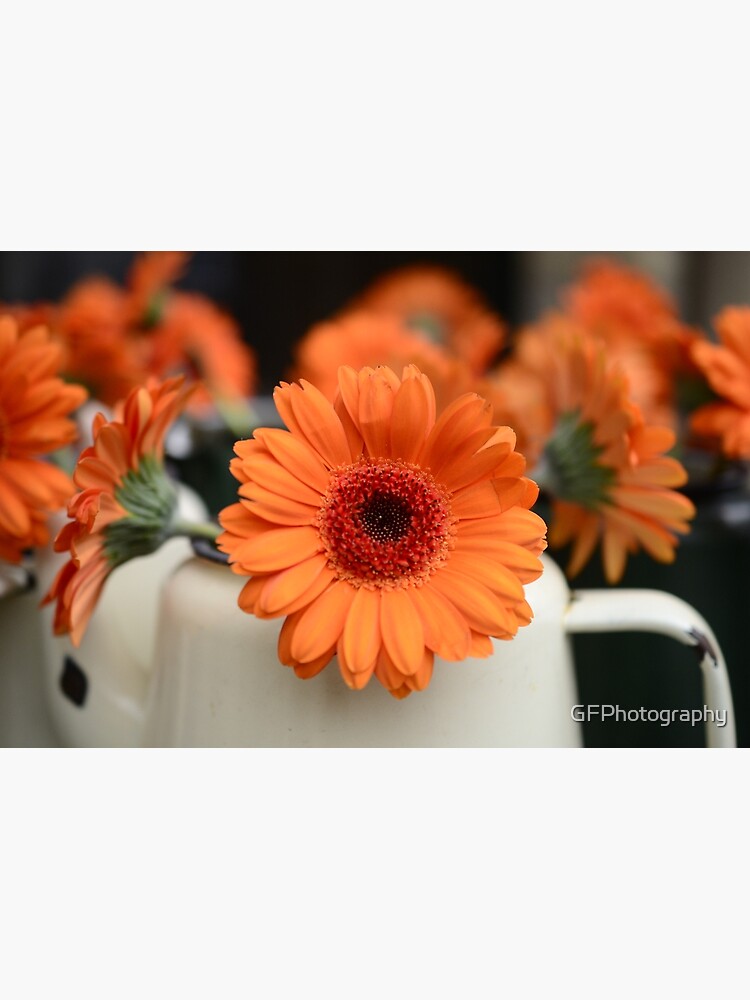 Tarjetas de felicitación «Margaritas Gerbera Naranja» de GFPhotography |  Redbubble