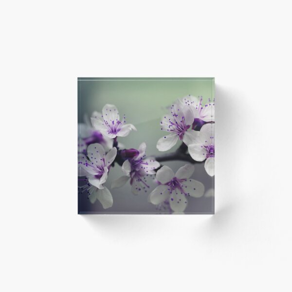 Aperçu de l'œuvre Fleurs de cerisier créée et vendue par bernd49.