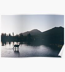 Elk Taking a Morning Dip Poster