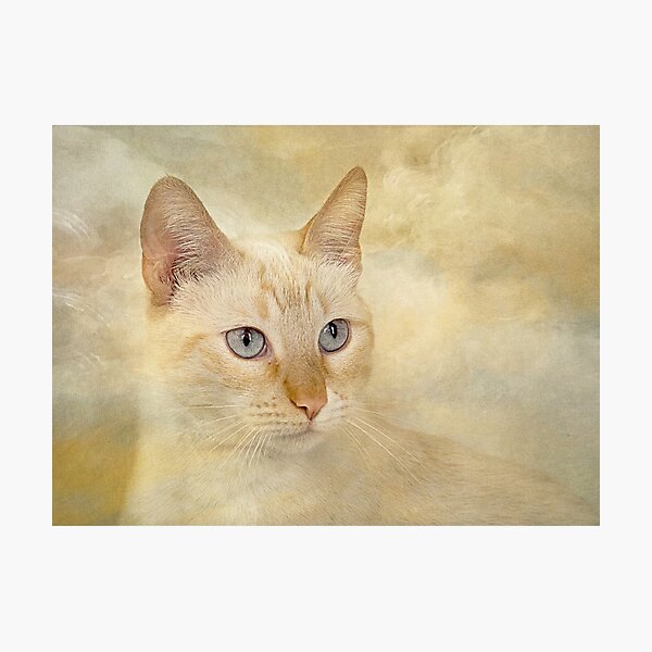 Impression Photo Chat Siamois Red Point Par Fineart17 Redbubble