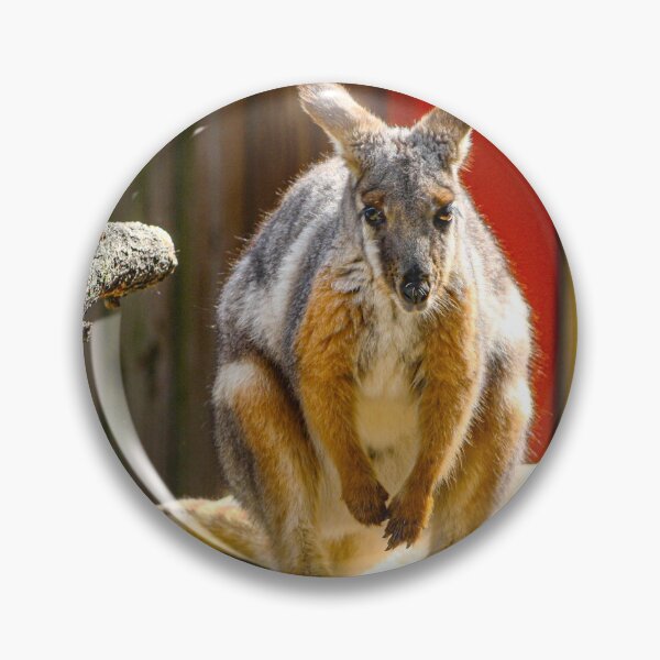 Item preview, Wallaroo sunning on rock designed and sold by Jennifer  Sweeney.
