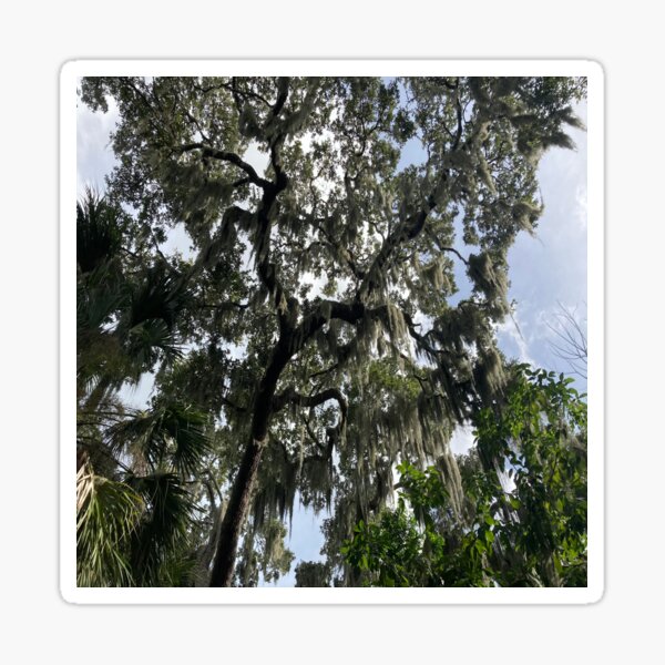 Item preview, Spanish Moss designed and sold by dancingcrumb.