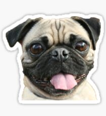 Pug Dog Sticker