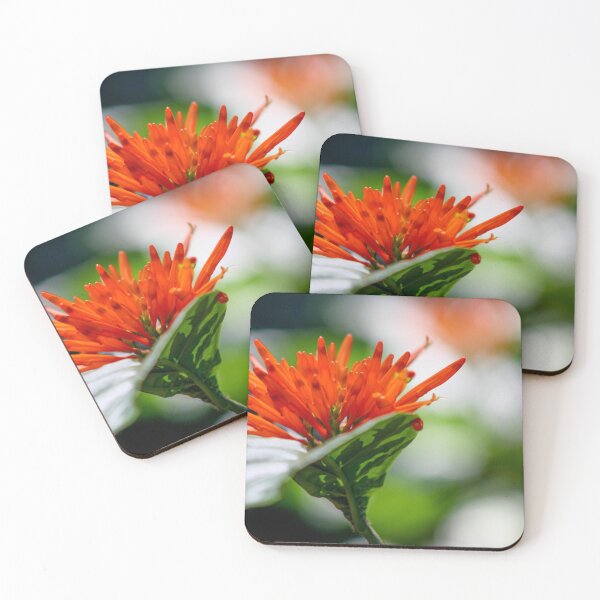 Item preview, Orange Bromeliad designed and sold by Jennifer  Sweeney.