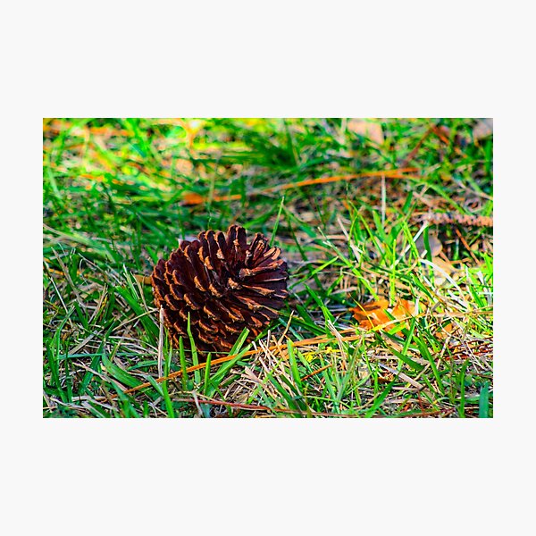 Item preview, Pine cone down designed and sold by Jennifer  Sweeney.