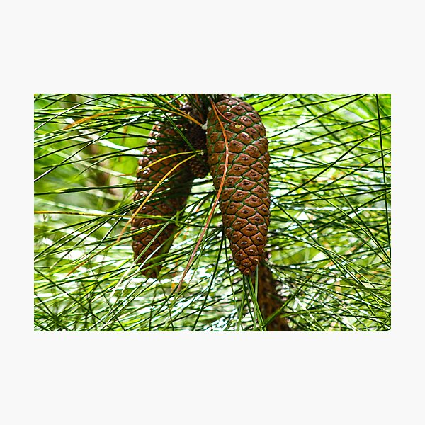 Item preview, Pine cone cluster designed and sold by Jennifer  Sweeney.