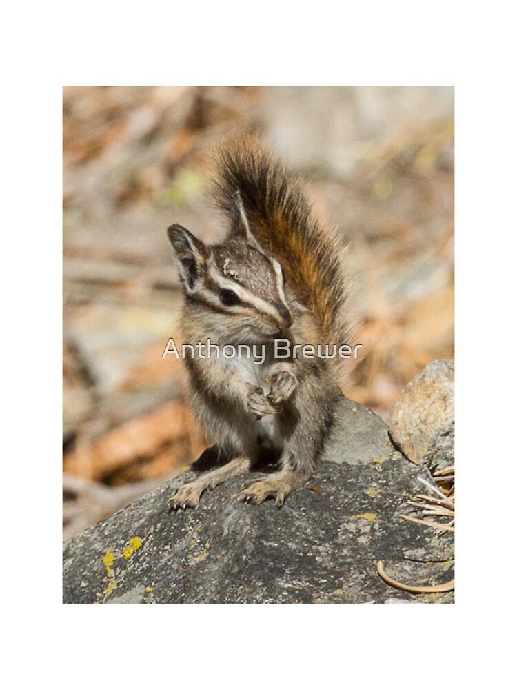 Hello chipmunk! by dailyanimals