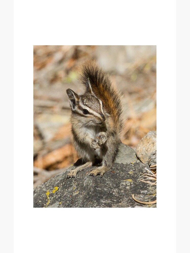 Hello chipmunk! by dailyanimals